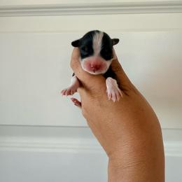 Waylon - Black and tan male Pembroke Welsh Corgi puppy in Red Bluff, California from Wilder Ranch Corgis