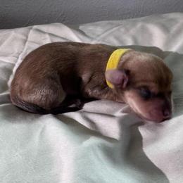 Rend - Red male Dachshund puppy in Burleson, Texas from Sarah’s Dachshies