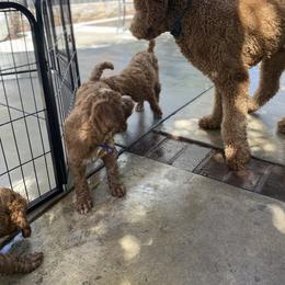 Goldendoodle Puppies from Dhalia’s Doodles