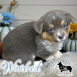 Winifred - Blue female Pembroke Welsh Corgi puppy in Taylorsville, North Carolina from Mill Creek’s Pembroke Welsh Corgis and French Bulldogs