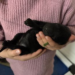 Snowflake - Black female Goldendoodle puppy in Windsor, Colorado from Front Range Family Doodles