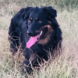 Jessie - Miniature Australian Shepherd