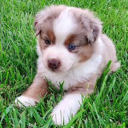 Boy 2 - Red merle male Australian Shepherd puppy in Lawrenceburg, Kentucky from Wolf Creek Aussies And Aussiedoodles