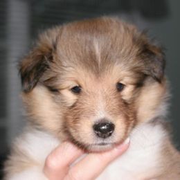Shetland Sheepdogs from Oak Dale Shelties