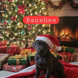 Banshee - Gray brindle female Cane Corso puppy in Hampstead, New Hampshire from Durgin Hollow