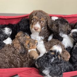 Bernedoodle Puppies from Creekside Doodles