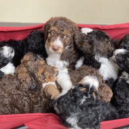 Bernedoodle Puppies from Creekside Doodles