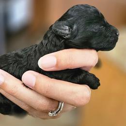 Jett - Black male Poodle puppy in Coolidge, Arizona from Effervescent-Pooches