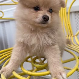 Pomeranian Puppies from Patricia's Pomeranians