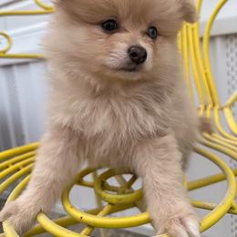 Pomeranian Puppies from Patricia's Pomeranians