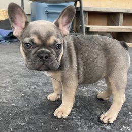 French Bulldog Puppies from Blue Lotus Frenchies