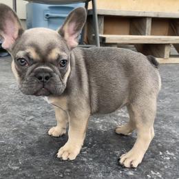 French Bulldog Puppies from Blue Lotus Frenchies
