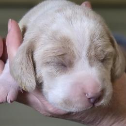 Saddle - Lemon and white female Beagle puppy in La Pine, Oregon from Happier with Dogs