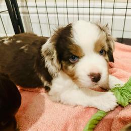 Copper - Red merle male Miniature Australian Shepherd puppy in Hagerstown, Maryland from Renegade Kennels