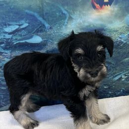 Black and Silver Female - Black and silver female Miniature Schnauzer puppy in Clover, South Carolina from Bobo’s Babies Kennels