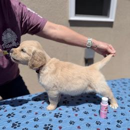 Girl 3 - Pink - Light golden female Golden Retriever puppy in Mc Minnville, Tennessee from Wishaw Whisky Golden Retrievers