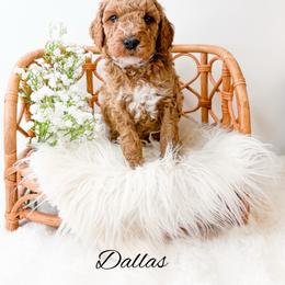 Dallas - Red  male Goldendoodle puppy in from Pink Poodles and Doodles