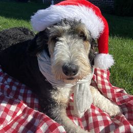 Stella - Bernedoodle