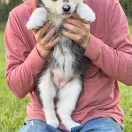 Girl 3 - Seal and white female Alaskan Malamute puppy in Rensselaer, Indiana from Moot Manor Malamutes