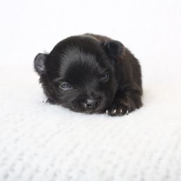 Chihuahua and Pomeranian Puppies from PNW Designer Toy Breeds