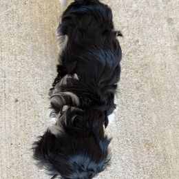 Havanese Puppies from Havanese Puppies of the Northshore