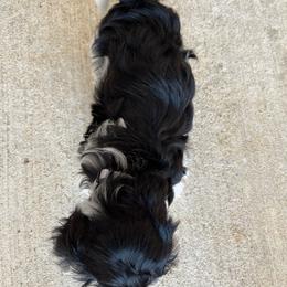 Havanese Puppies from Havanese Puppies of the Northshore