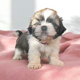 AKC-Nova - Tricolor Shih Tzu puppy in Mooresville, North Carolina from Juji Shih Tzu