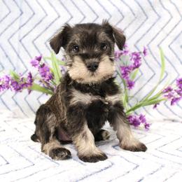Miniature Schnauzer Puppies from Clay Hill Kennels