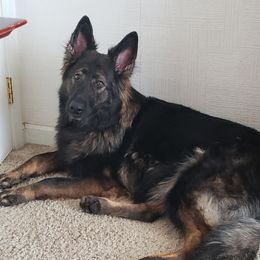 Isla - German Shepherd