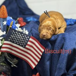 Biscuit - Black - Caramel red male Australian Labradoodle puppy in Citrus Heights, California from Elite Blend Labradoodles