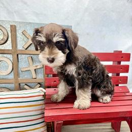 Flint - Liver male Miniature Schnauzer puppy in Huntington, Utah from Schnauzers on Robinson Lane