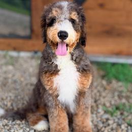 Phillip (socialization program graduate) - Merle male Bernedoodle puppy in Dundee, Ohio from Down Home Doodle