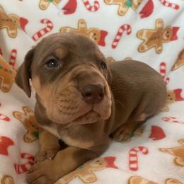 Snoopy - Chocolate male Great Dane puppy in Spartanburg, South Carolina from Pawlmetto Danes