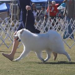 Lucy - Samoyed