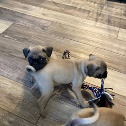 Pugs from South Shore Pugs