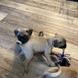 Pugs from South Shore Pugs