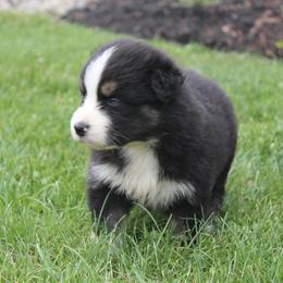 Australian Shepherd Puppies from CK Aussies