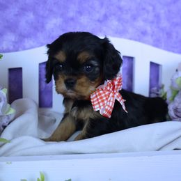 Red Female - Black and tan female Cavalier King Charles Spaniel puppy in Pasadena, Maryland from Promise Land