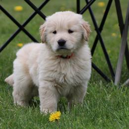 Golden Retriever Puppies from OPK GOLDENS