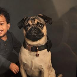 Apollo - Pug