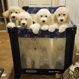 Poodle Puppies from Countryside Standard Poodles
