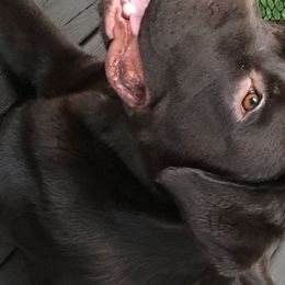 Muddy - Labrador Retriever