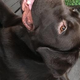 Muddy - Labrador Retriever
