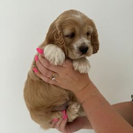 Sunny - Buff and white male Cockapoo puppy in Layton, Utah from Cookie Cocker Farms