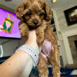 Cavapoo and Maltipoo Puppies from Julie Chandler
