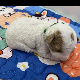 Poodle Puppies from Alisha Sneed's Bullmastiffs