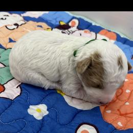 Poodle Puppies from Alisha Sneed's Bullmastiffs
