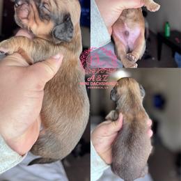 Mike - Cream male Dachshund puppy in Hornbeck, Louisiana from A&Z Mini Dachshunds