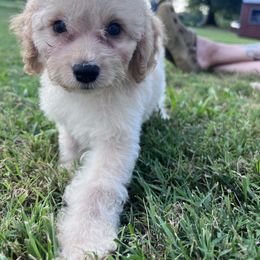 Lucian with training - Buff male Cockapoo puppy in Boonville, North Carolina from Doods & Dolls