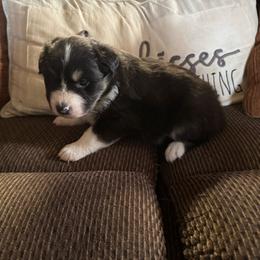 Black girl 2 - Black tri-color female Australian Shepherd puppy in Lancaster, California from Leyline Australian Shepherds